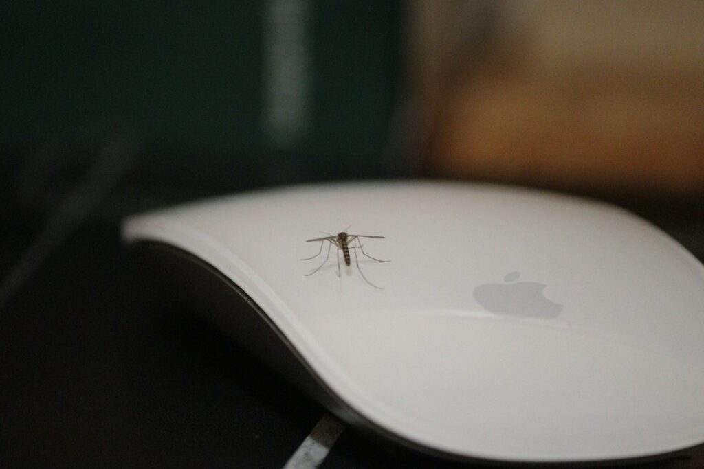 how to handle pests in your Florida home