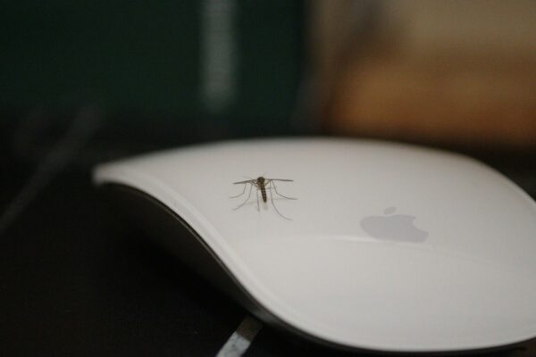 how to handle pests in your Florida home
